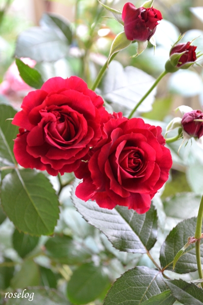 20260508 プランタジネット バラ ブログ ロサオリエンティス タイプ0 5月 開花 画像 roselog