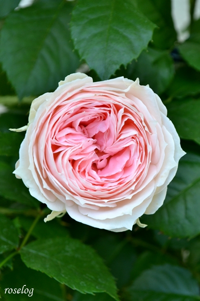 20260509 パシュミナ バラ ブログ 挿し木 鉢植え 5月 開花 画像 roselog