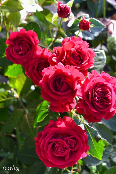 20260509 プランタジネット バラ ブログ ロサオリエンティス タイプ0 5月 開花 画像 roselog