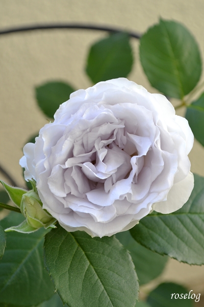 20260510 ポルトブルー バラ ブログ ロサオリエンティス タイプ0 5月 開花 画像 roselog