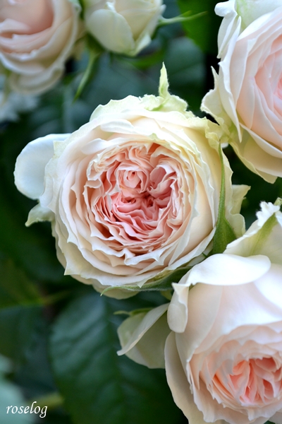 20260511 パシュミナ バラ ブログ 挿し木 鉢植え 5月 開花 画像 roselog