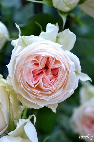 20260511 パシュミナ バラ ブログ 挿し木 鉢植え 5月 開花 画像 roselog