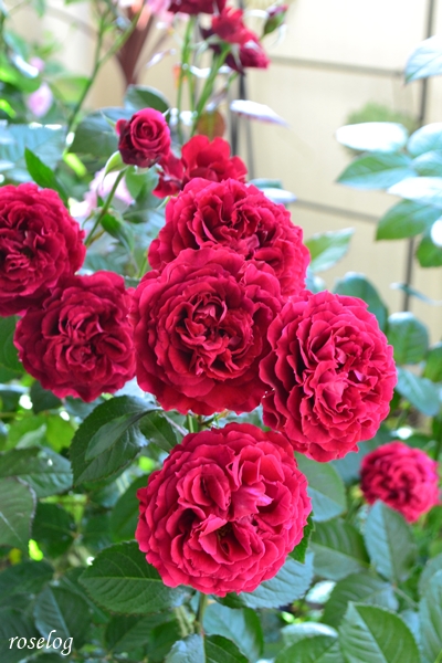 20260511 プランタジネット バラ ブログ ロサオリエンティス タイプ0 5月 開花 画像 roselog