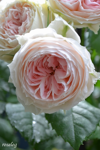 20260512 パシュミナ バラ ブログ 挿し木 鉢植え 5月 開花 画像 roselog