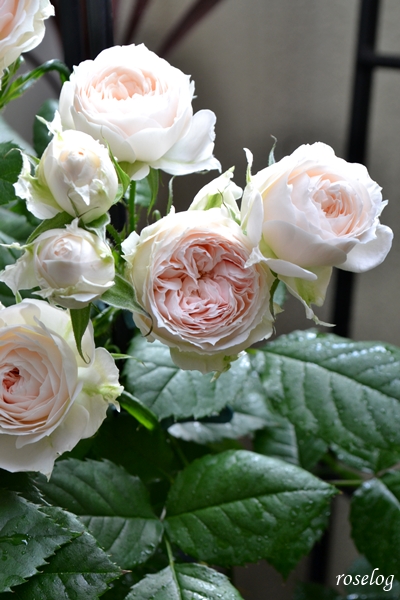 20260512 パシュミナ バラ ブログ 挿し木 鉢植え 5月 開花 画像 roselog