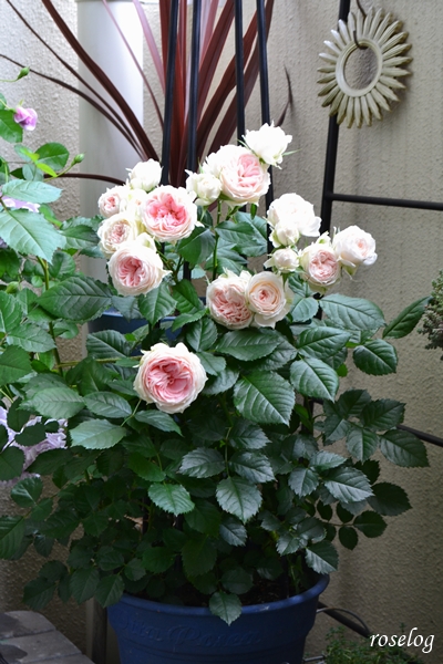 20260512 パシュミナ バラ ブログ 挿し木 鉢植え トピアリースティック仕立て 樹高50cm 7号鉢 5月 開花 画像 roselog