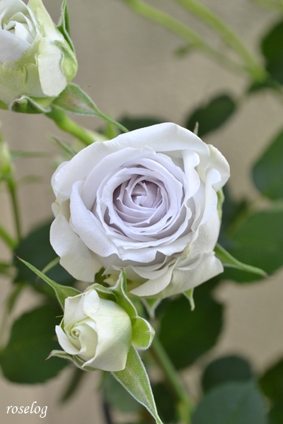 20260512 ポルトブルー バラ ブログ ロサオリエンティス タイプ0 5月 開花 画像 roselog