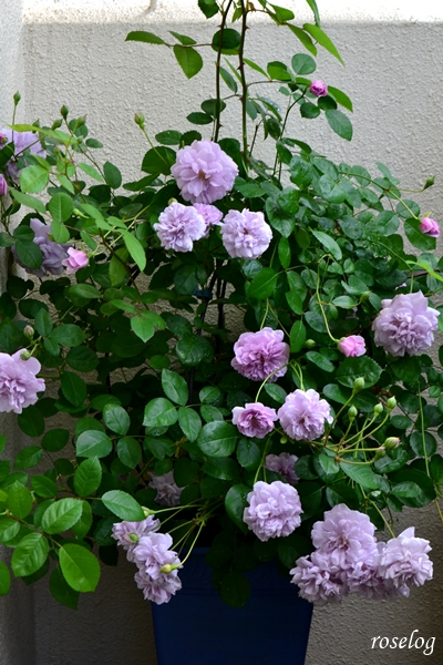 20260512 レイニーブルー パシュミナ バラ ブログ 鉢植え 一番花 5月 春 開花 画像 roselog