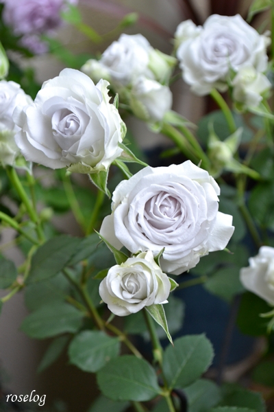 20260514 ポルトブルー バラ ブログ ロサオリエンティス タイプ0 5月 開花 画像 roselog