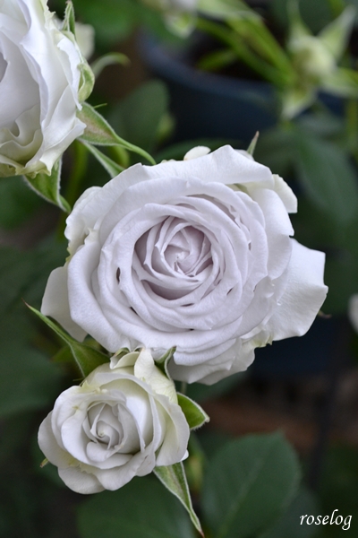 20260514 ポルトブルー バラ ブログ ロサオリエンティス タイプ0 5月 開花 画像 roselog