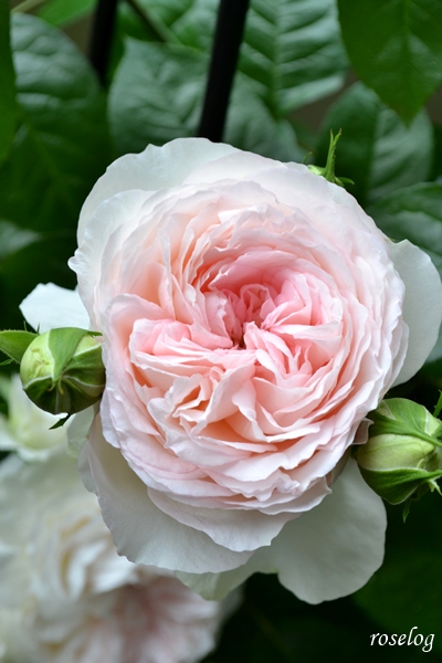 20260515 ロクサーヌ バラ ブログ ロサオリエンティス タイプ0 一番花 5月 春 開花 画像 roselog