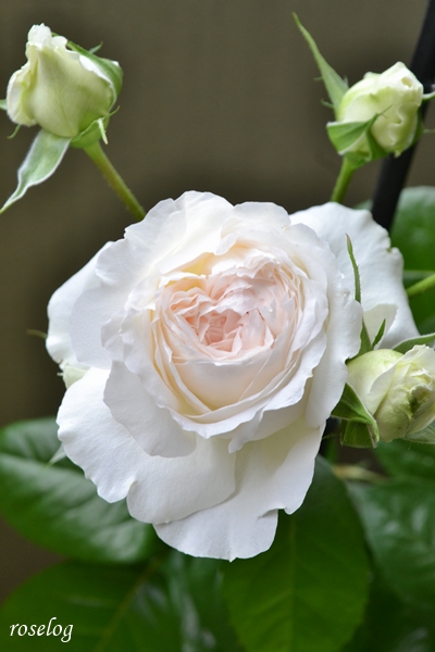 20260515 ロクサーヌ バラ ブログ ロサオリエンティス タイプ0 一番花 5月 春 開花 画像 roselog
