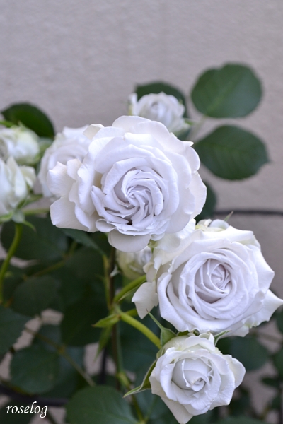 20260516 ポルトブルー バラ ブログ ロサオリエンティス タイプ0 5月 開花 画像 roselog