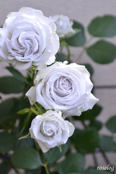 20260516 ポルトブルー バラ ブログ ロサオリエンティス タイプ0 5月 開花 画像 roselog