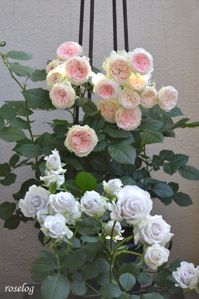 20260516 ポルトブルー パシュミナ バラ ブログ 5月 開花 画像 roselog