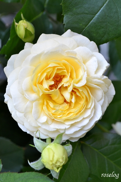 20260520 シューセルクル バラ ブログ 一番花 開花 5月 春 画像 roselog