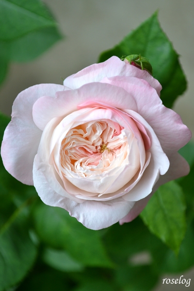 20260521 シャルドネ バラ ブログ パティオローズ 小川宏 5月 春 開花 画像 roselog