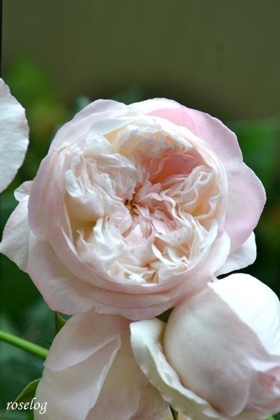20260521 シャルドネ バラ ブログ パティオローズ 小川宏 5月 春 開花 画像 roselog
