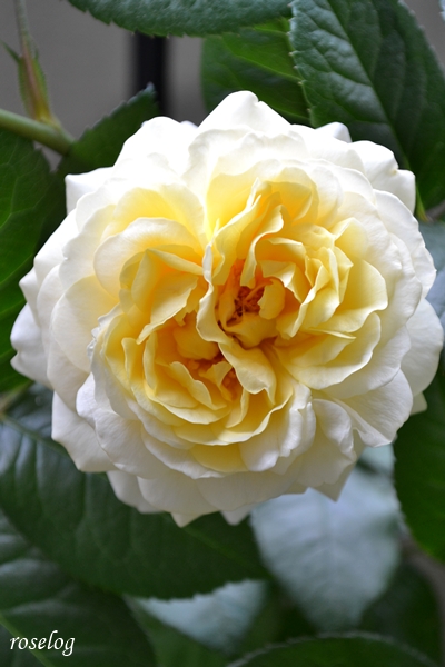 20260521 シューセルクル バラ ブログ 一番花 開花 5月 春 画像 roselog