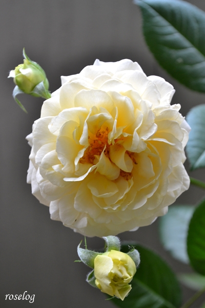 20260521 シューセルクル バラ ブログ 一番花 開花 5月 春 画像 roselog