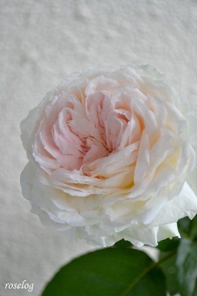 20260521 ロクサーヌ バラ ブログ ロサオリエンティス タイプ0 一番花 5月 春 開花 画像 roselog