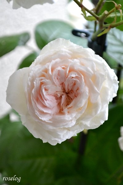 20260521 ロクサーヌ バラ ブログ ロサオリエンティス タイプ0 一番花 5月 春 開花 画像 roselog