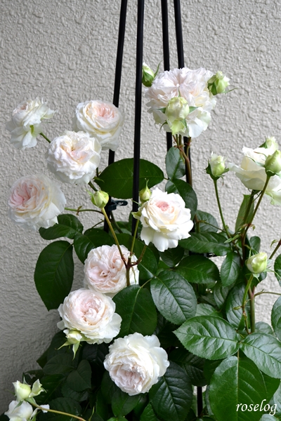 20260521 ロクサーヌ バラ ブログ ロサオリエンティス タイプ0 一番花 5月 春 開花 画像 roselog