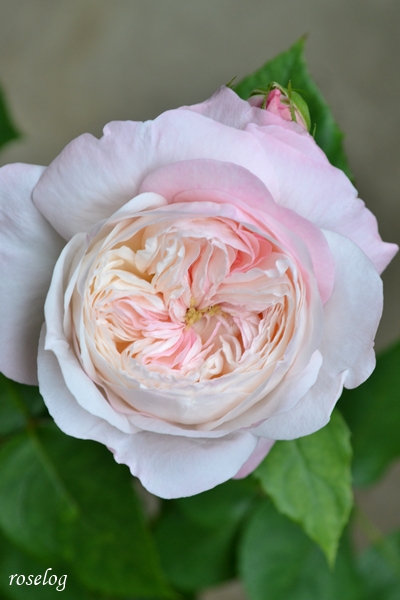 20260522 シャルドネ バラ ブログ パティオローズ 小川宏 5月 春 開花 画像 roselog