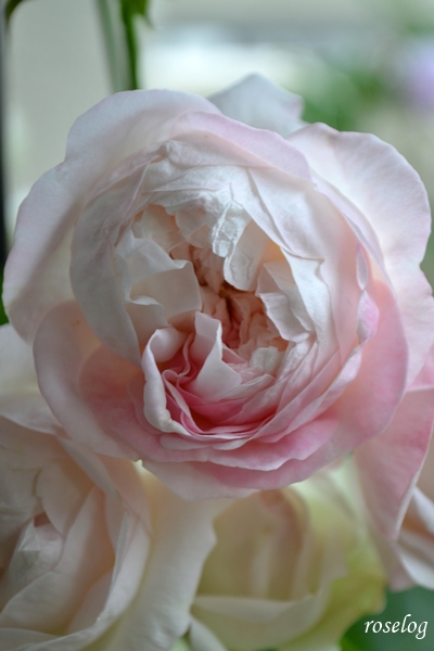 20260522 シャルドネ バラ ブログ パティオローズ 小川宏 5月 春 開花 画像 roselog