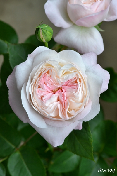 20260523 シャルドネ バラ ブログ パティオローズ 小川宏 5月 春 開花 画像 roselog