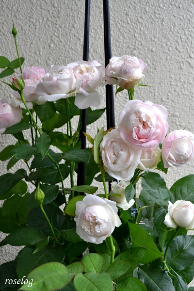 20260523 シャルドネ バラ ブログ パティオローズ 小川宏 5月 春 開花 画像 roselog