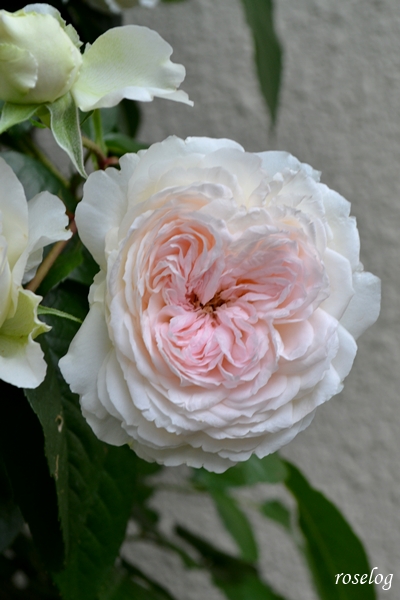 20260523 ロクサーヌ バラ ブログ ロサオリエンティス タイプ0 一番花 開花 画像 roselog