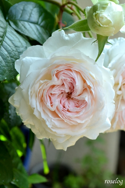 20260525 ロクサーヌ バラ ブログ ロサオリエンティス タイプ0 一番花 開花 画像 roselog