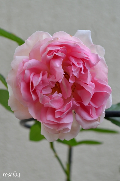 20260611 ローズアントワネット バラ ブログ デルバール 6月 2番花 開花 小ぶり 画像 roselog