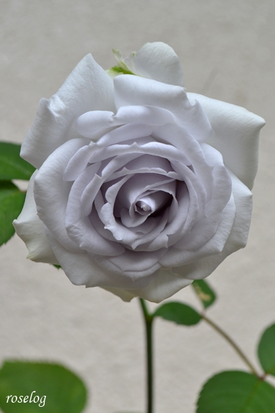 20260615 ポルトブルー バラ ブログ ロサオリエンティス タイプ0 挿し木 6月 開花 画像 roselog