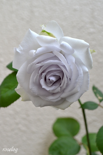 20260615 ポルトブルー バラ ブログ ロサオリエンティス タイプ0 挿し木 6月 開花 画像 roselog