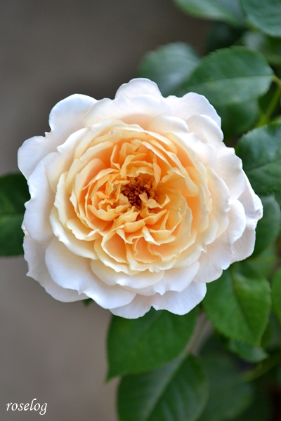 20260616 メーヴェ バラ ブログ アップルローゼス 6月 開花 小ぶり 画像 roselog