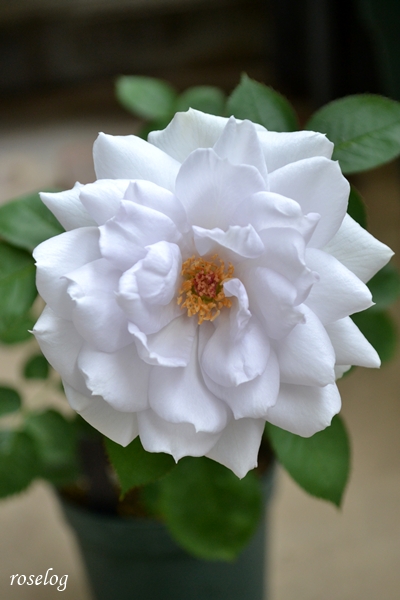 20260620 ポルトブルー バラ ブログ ロサオリエンティス タイプ0 挿し木 6月 開花 シベ 蕊 画像 roselog