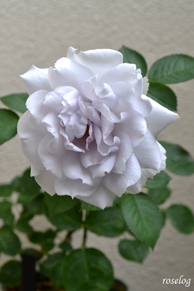 20260621 ポルトブルー バラ ブログ ロサオリエンティス タイプ0 6月 開花 画像 roselog