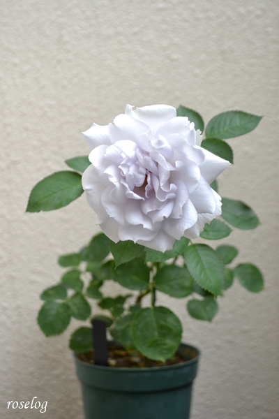 20260621 ポルトブルー バラ ブログ ロサオリエンティス タイプ0 挿し木 6月 開花 画像 roselog