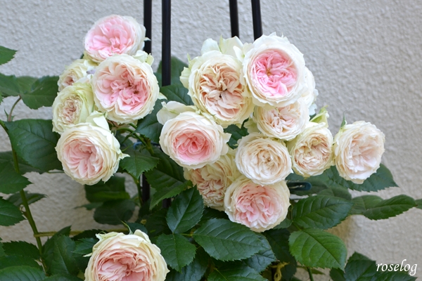 20260516 パシュミナ バラ ブログ 挿し木 一番花 花持ち7日め 5月 春 開花 画像 roselog