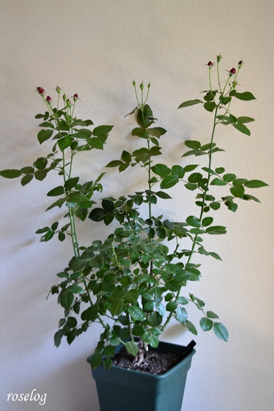20260520 プランタジネット バラ ブログ ロサオリエンティス タイプ0 鉢植え 春 一番花後 花枝のみ切り戻し 樹高90cm 8号角鉢 画像 roselog