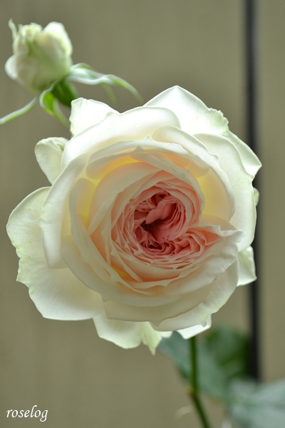 20260521 パシュミナ バラ ブログ 挿し木 5月 春 開花 画像 roselog