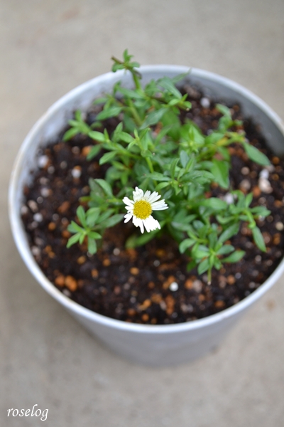 20260627 エリゲロン 花 定植 4.5号鉢 roselog
