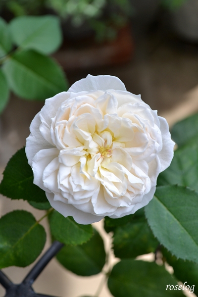 20260630 シーシェルアイズ バラ ブログ コマツガーデン 6月 開花 画像 花径5cm roselog