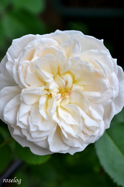 20260630 シーシェルアイズ バラ ブログ コマツガーデン 6月 開花 画像 花径5cm ボタンアイ roselog