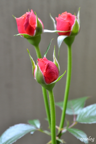 20260630 ライフ バラ ブログ ロサオリエンティス タイプ0 2番花 房咲きの蕾 画像 roselog