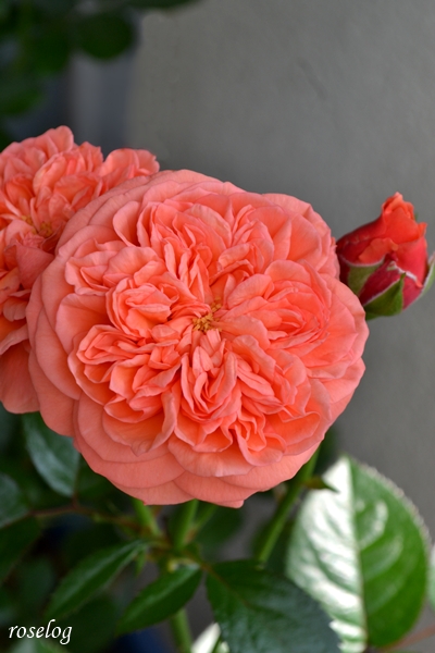 20260701 ライフ バラ ブログ ロサオリエンティス タイプ0 2番花 開花 画像 花径7cm roselog