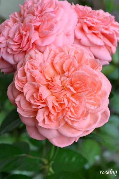 20260703 ライフ バラ ブログ ロサオリエンティス タイプ0 2番花 開花 画像 花径7cm roselog