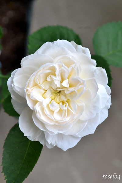 20260704 シーシェルアイズ バラ ブログ コマツガーデン 6月 開花 画像 花径5cm ボタンアイ roselog